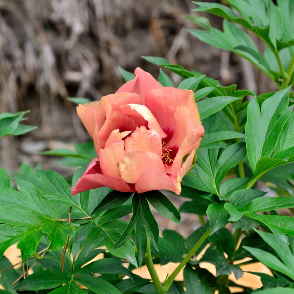 Itoh-pensaspioni Old Rose Dandy