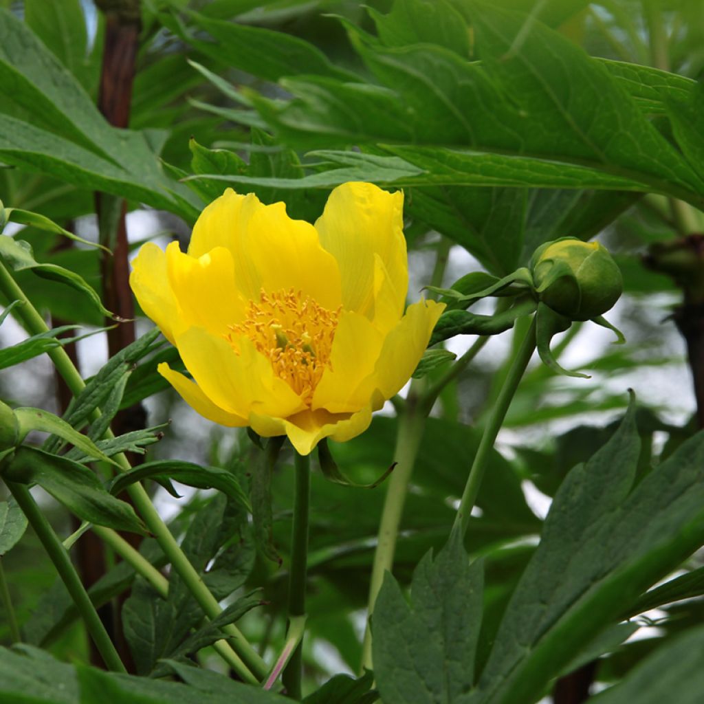 Pensaspioni - Paeonia delavayi var. lutea