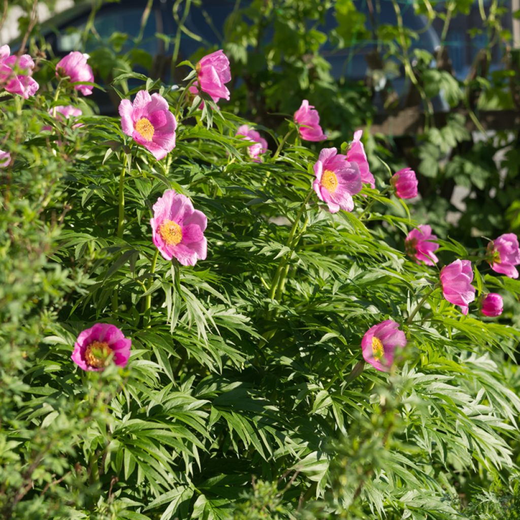Kuolanpioni - Paeonia anomala
