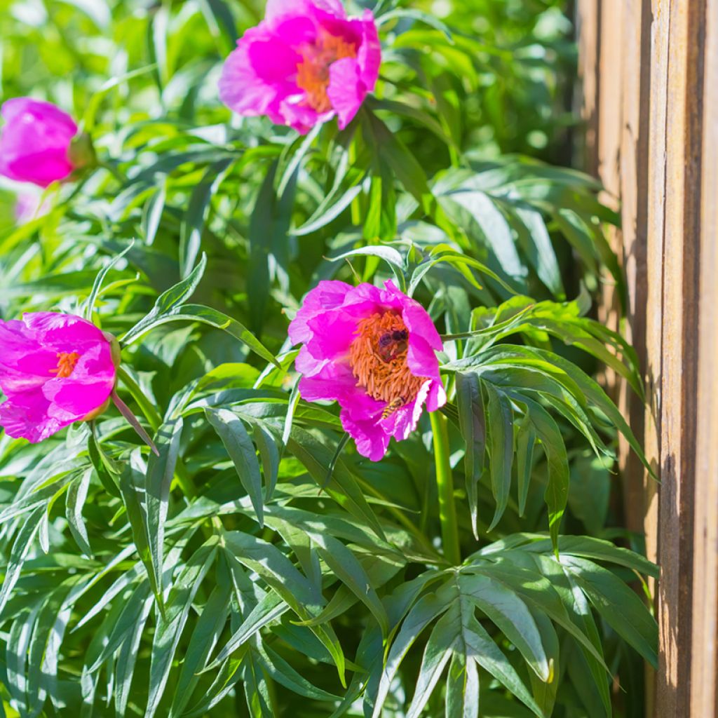 Kuolanpioni - Paeonia anomala