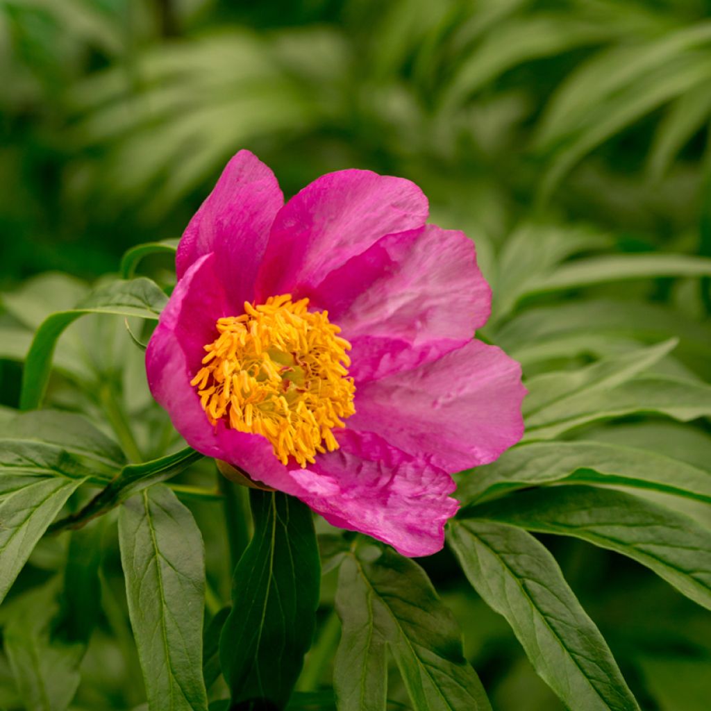 Kuolanpioni - Paeonia anomala