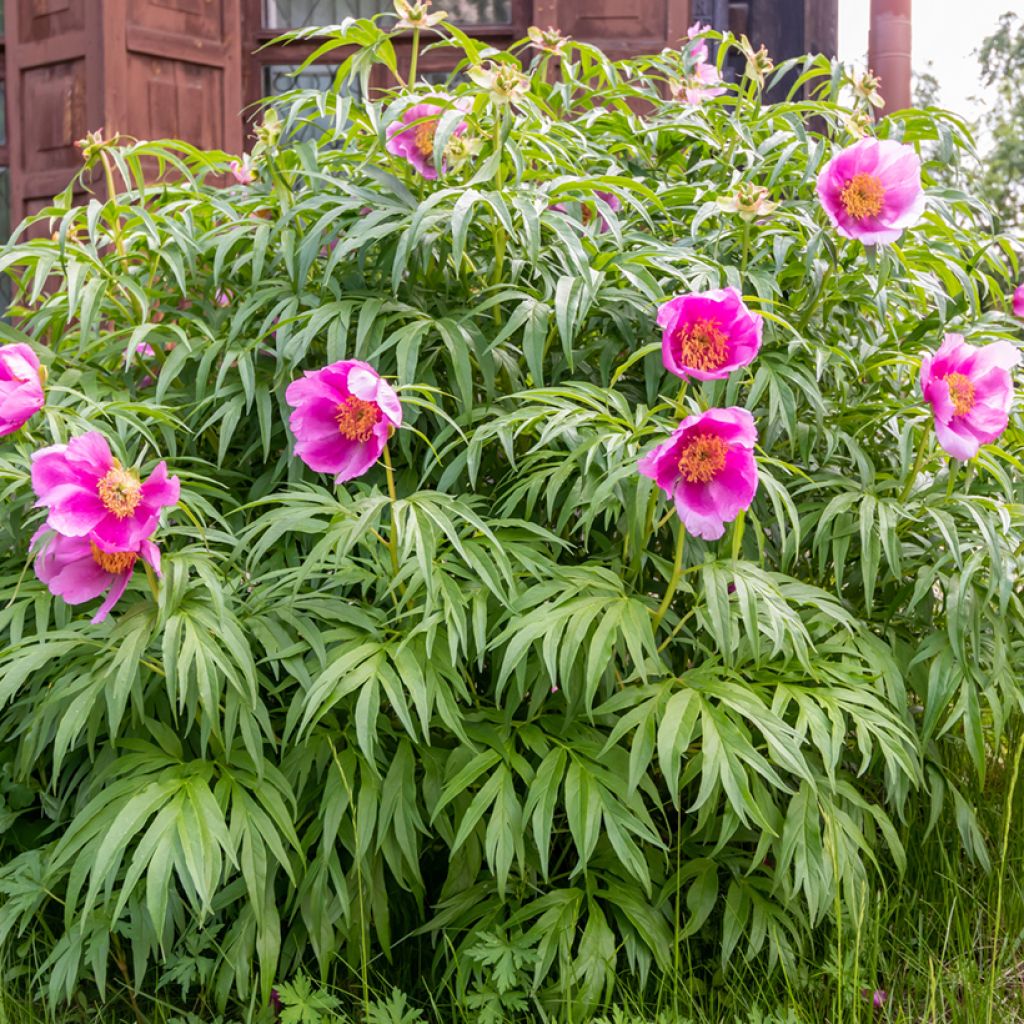 Kuolanpioni - Paeonia anomala