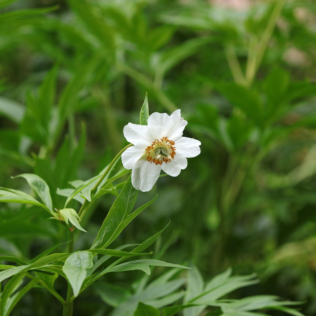 Pioni - Paeonia emodi
