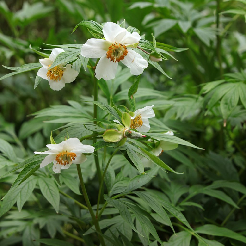 Pioni - Paeonia emodi