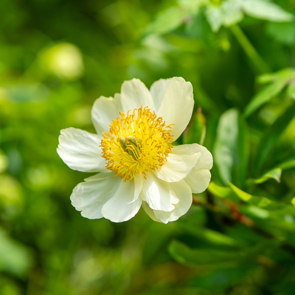 Pioni - Paeonia emodi