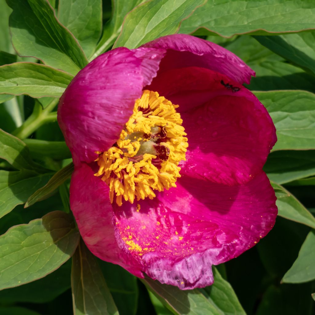 Juhannuspioni - Paeonia humilis