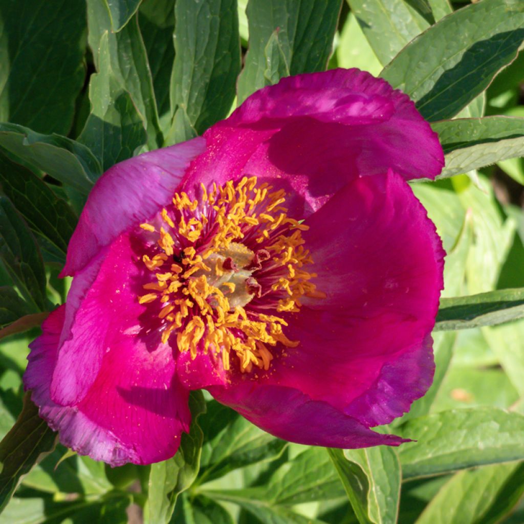 Juhannuspioni - Paeonia humilis