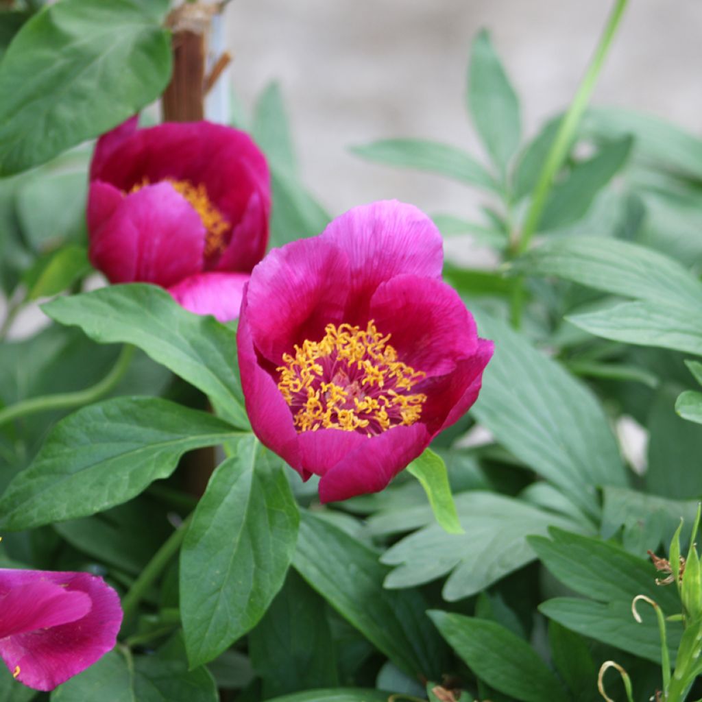 Munkinpioni - Paeonia mascula