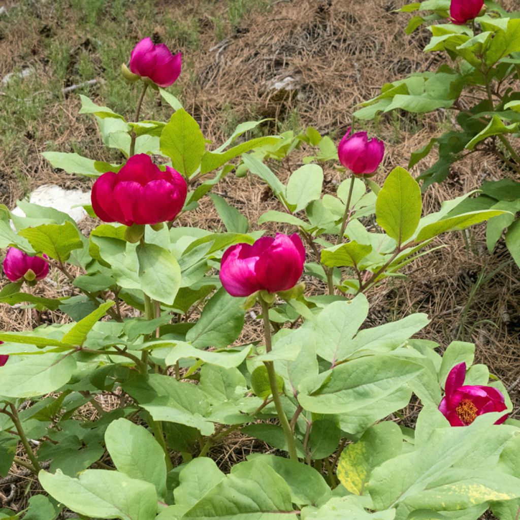 Munkinpioni - Paeonia mascula