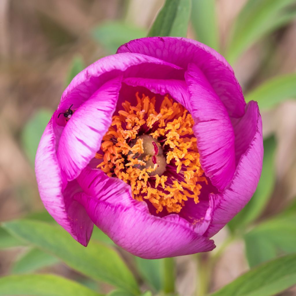 Munkinpioni - Paeonia mascula