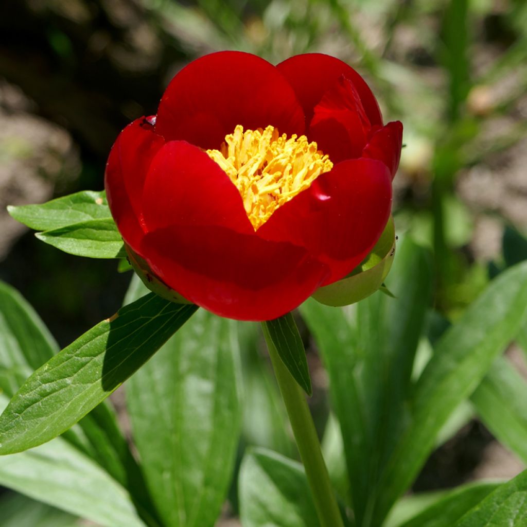 Turkinpioni - Paeonia peregrina
