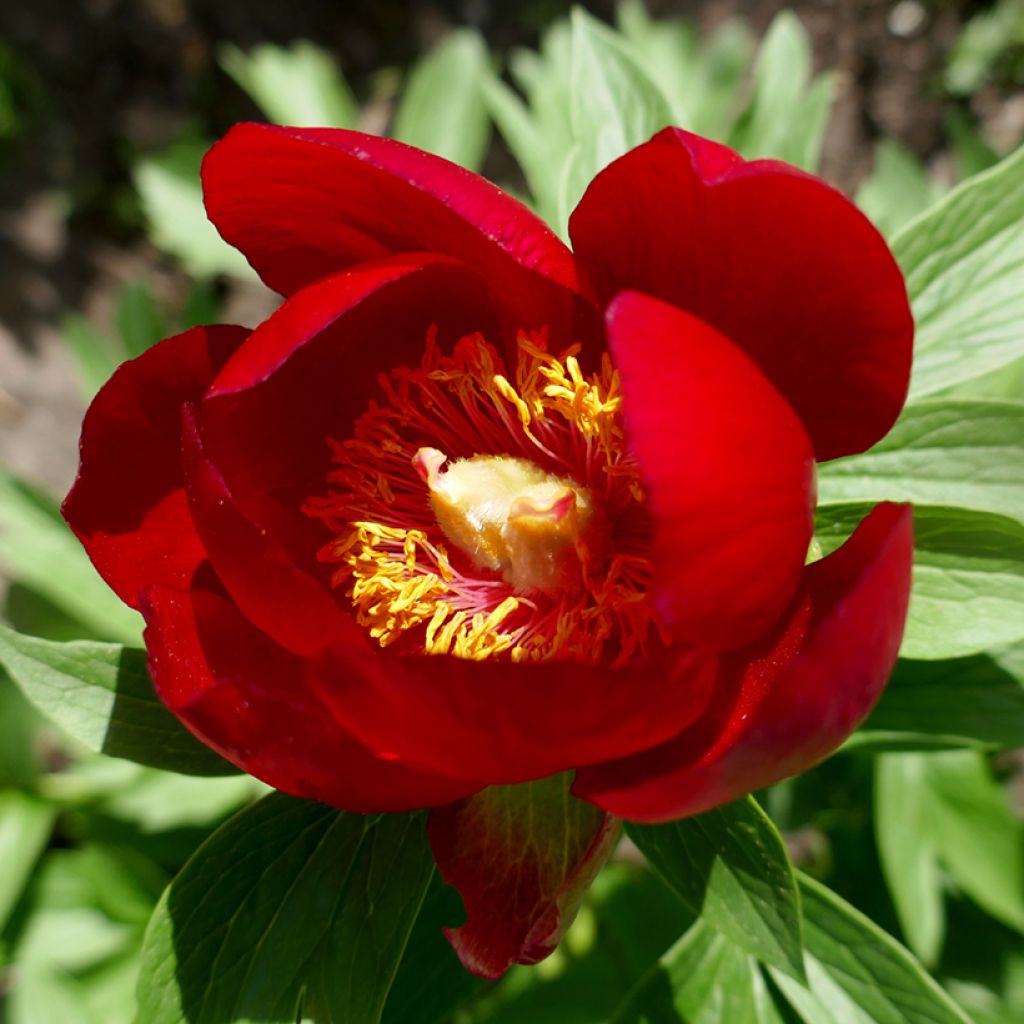 Turkinpioni - Paeonia peregrina