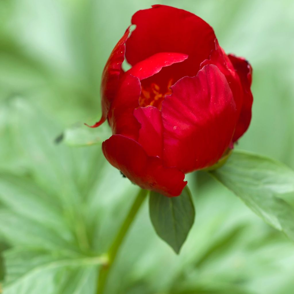 Turkinpioni - Paeonia peregrina