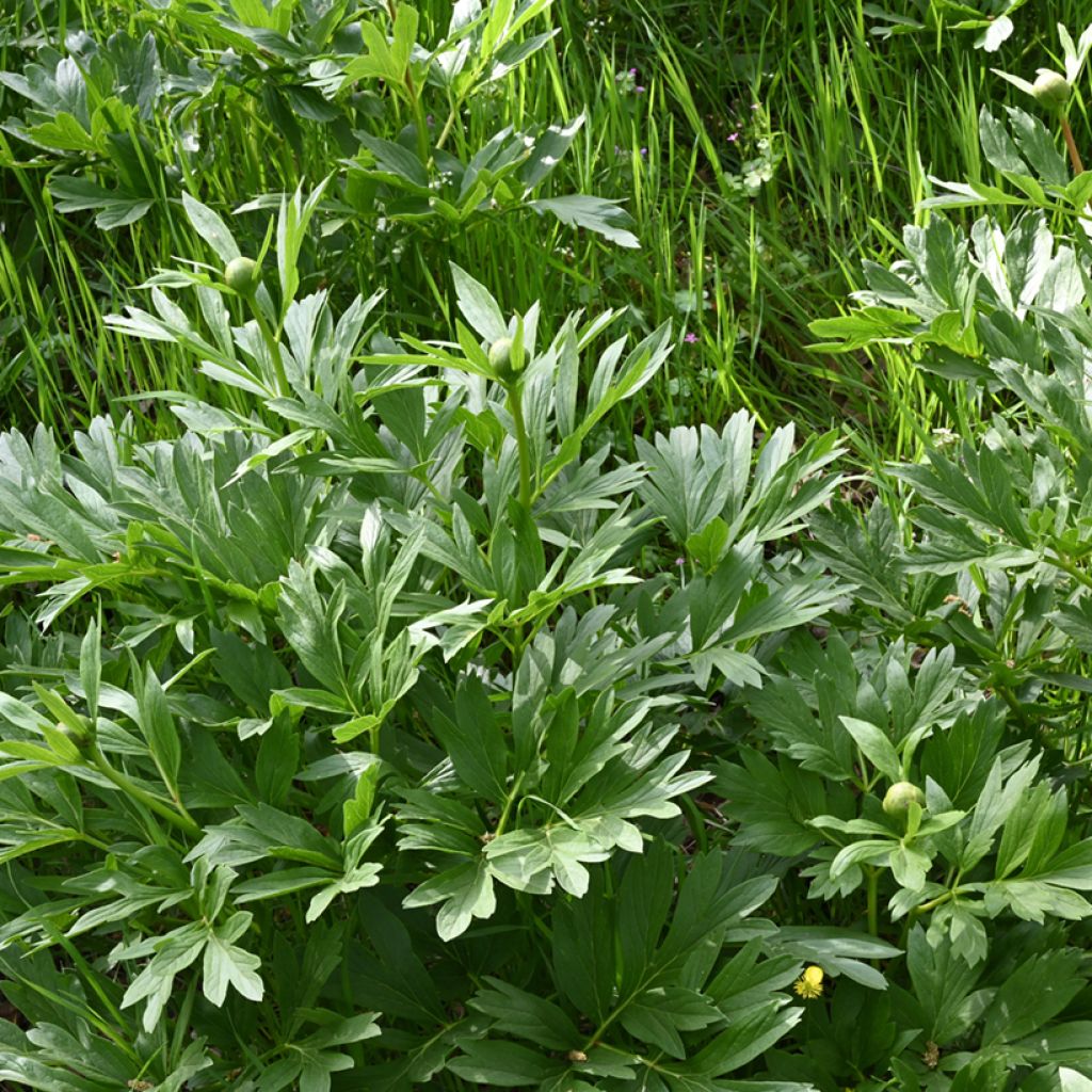 Turkinpioni - Paeonia peregrina