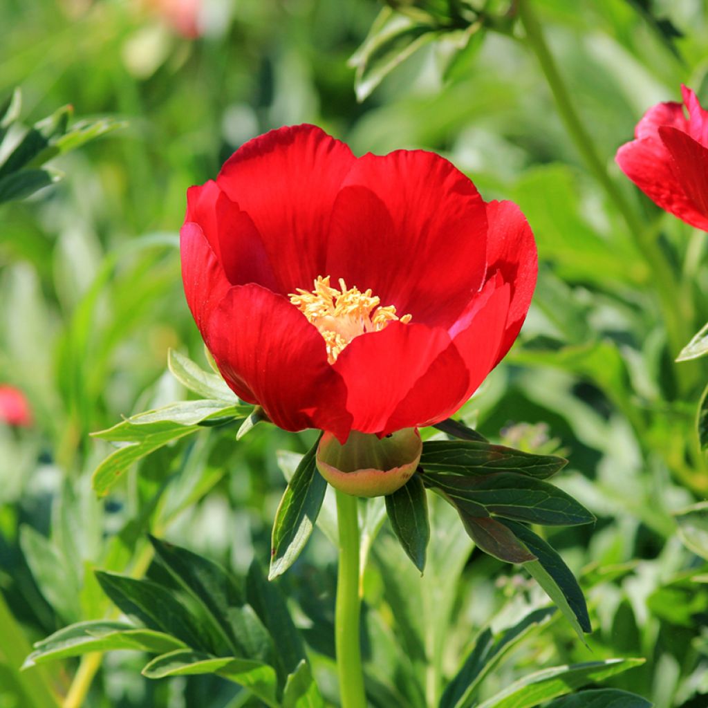 Turkinpioni - Paeonia peregrina