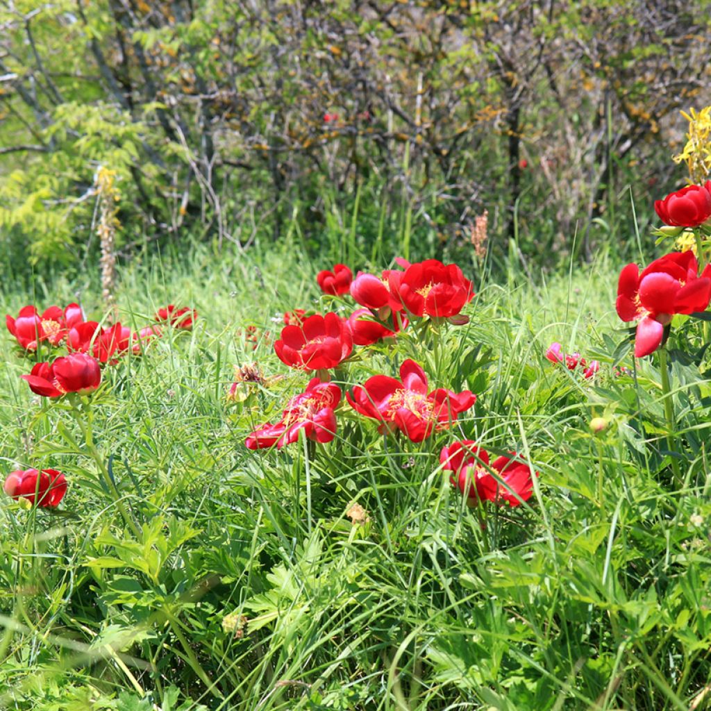 Turkinpioni - Paeonia peregrina