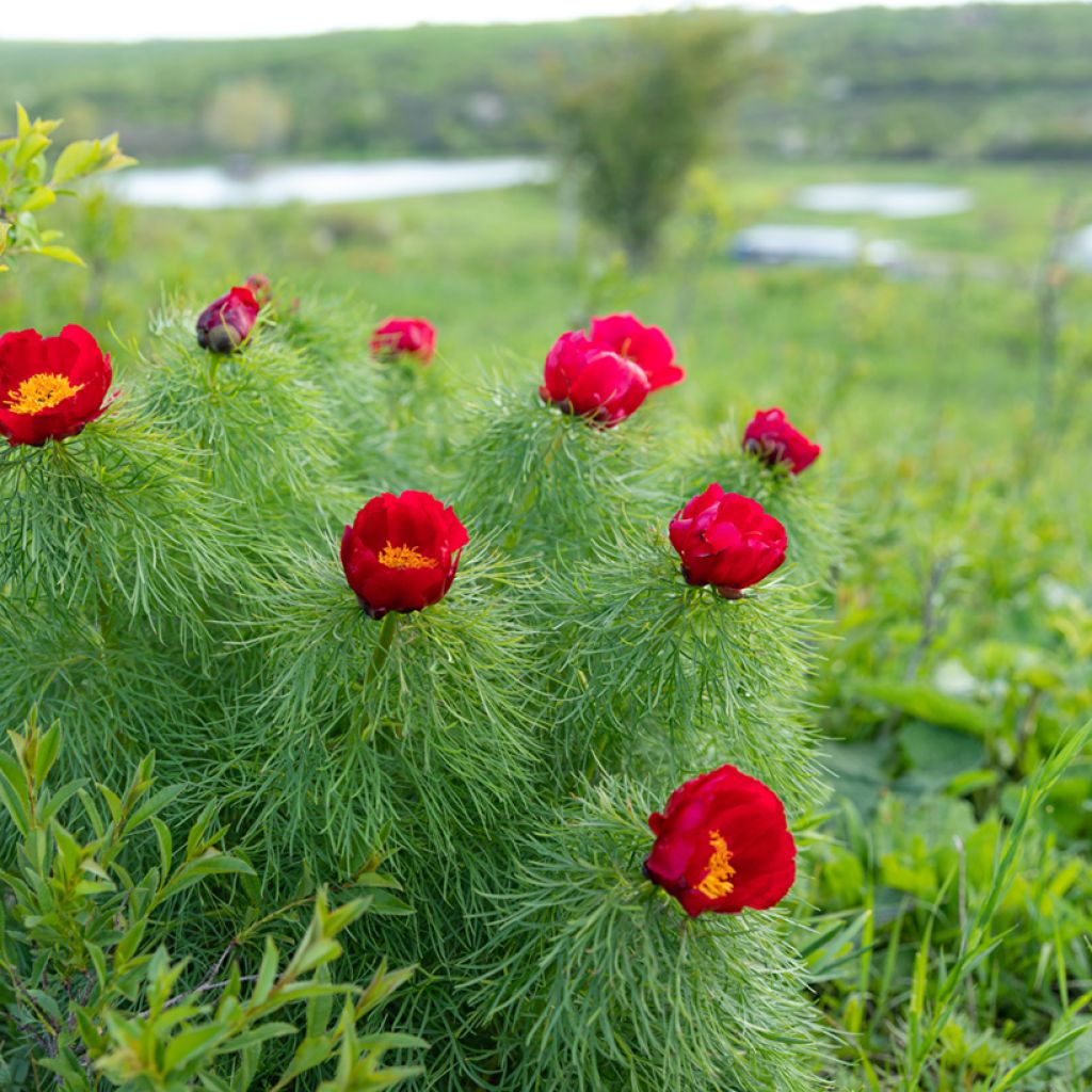 Tillipioni - Paeonia tenuifolia