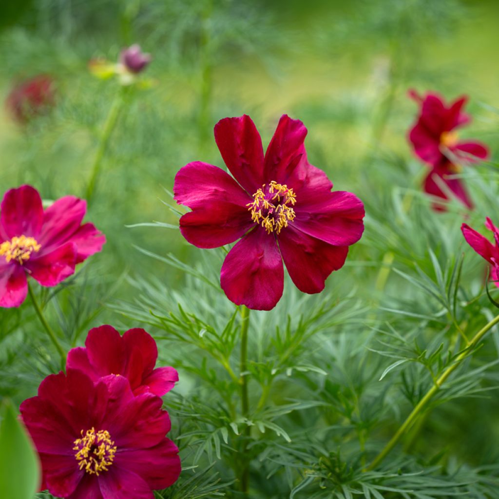 Tillipioni - Paeonia tenuifolia