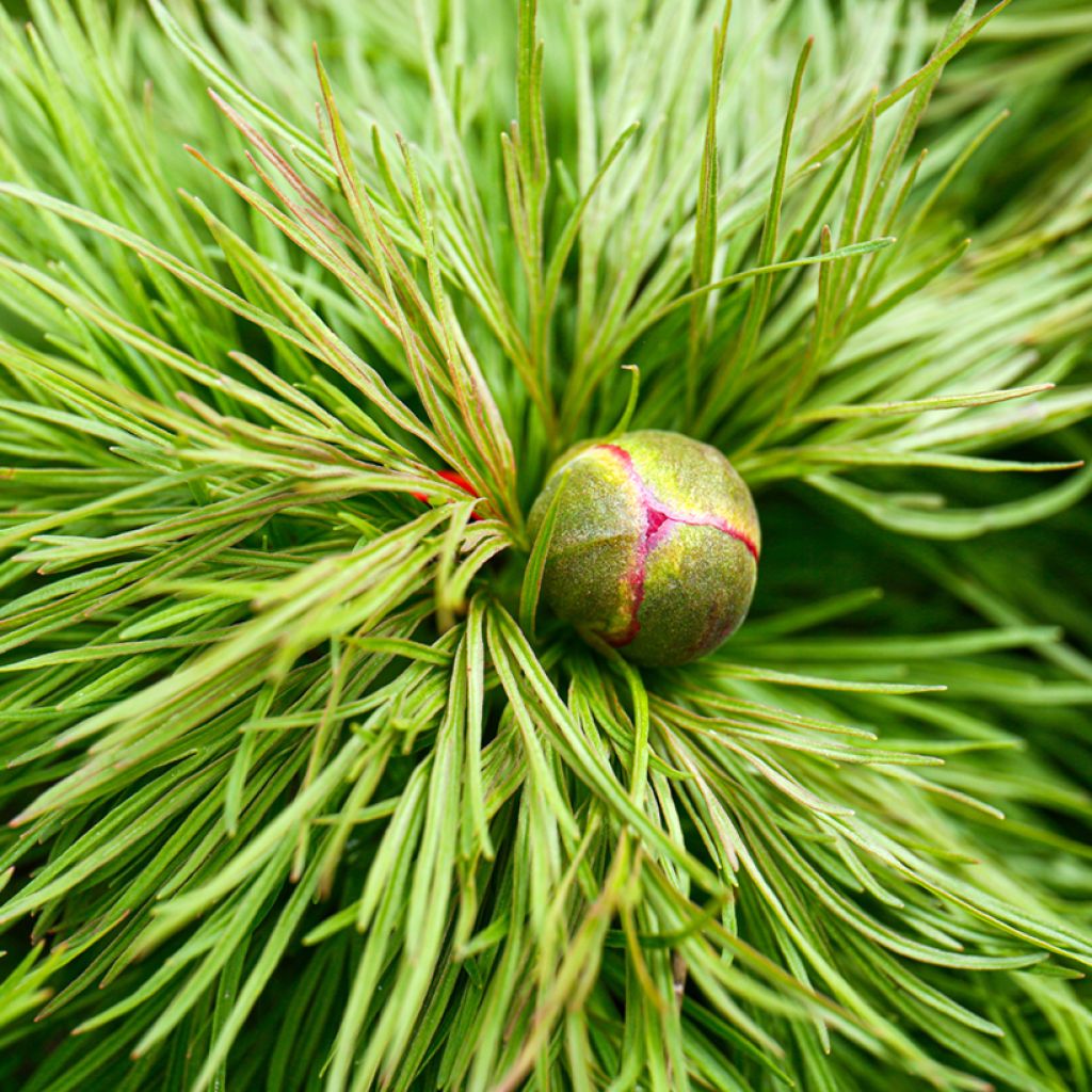 Tillipioni - Paeonia tenuifolia