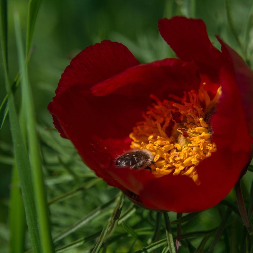 Tillipioni - Paeonia tenuifolia