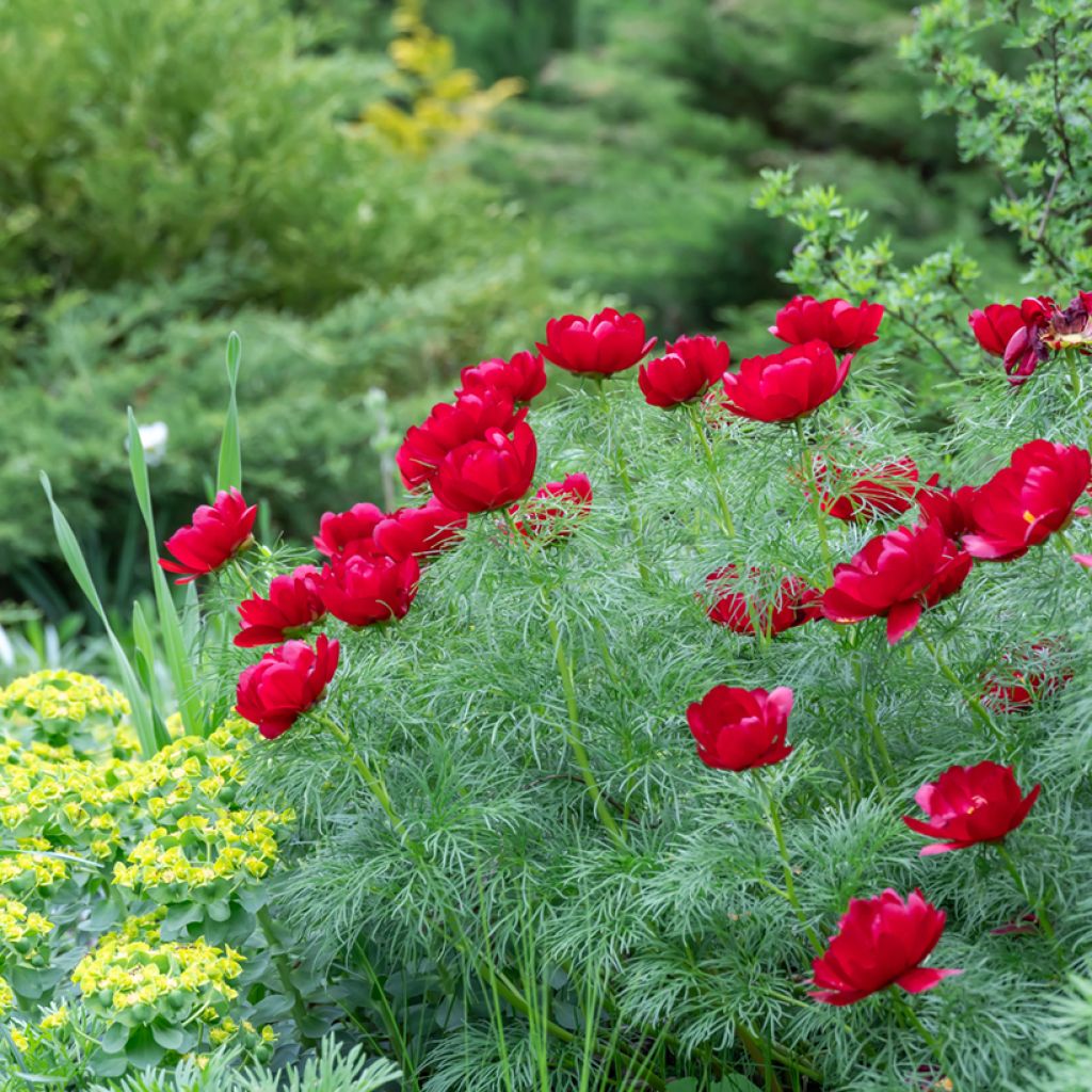 Tillipioni - Paeonia tenuifolia