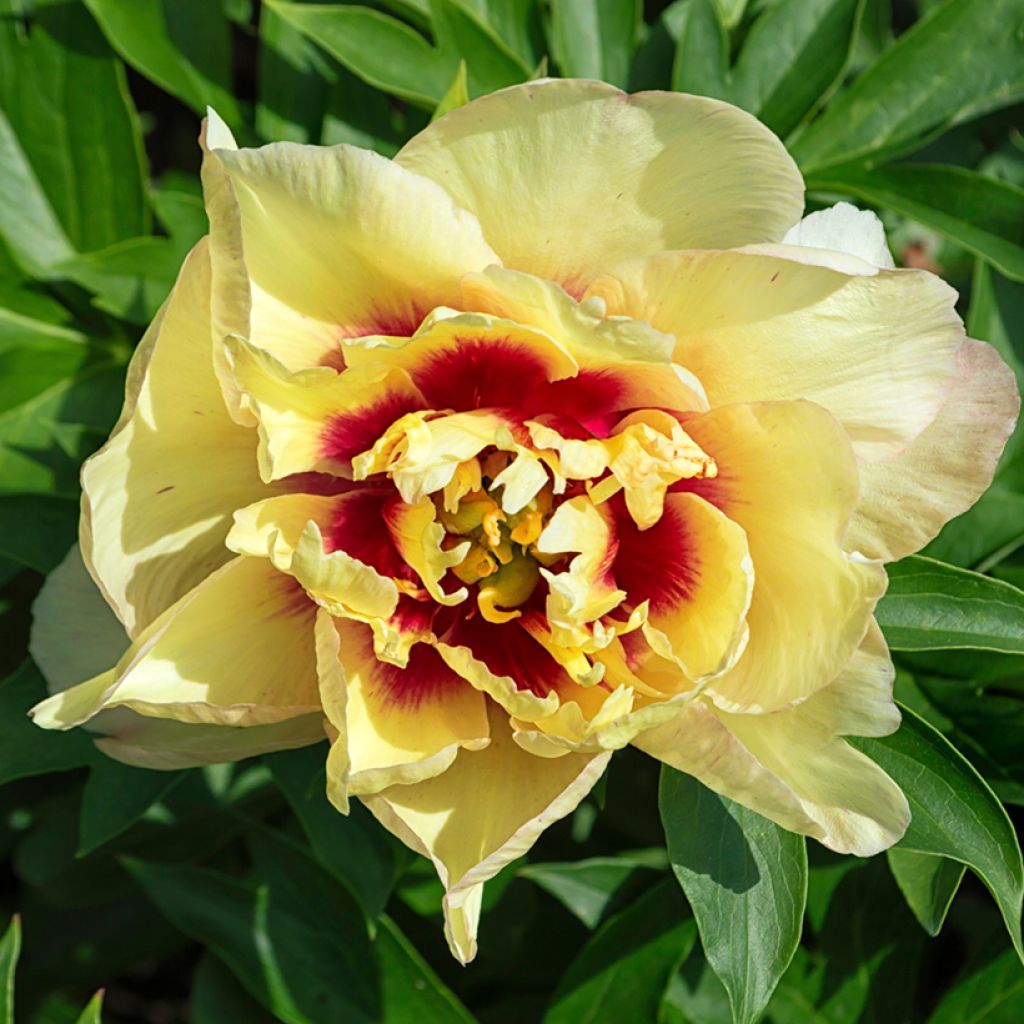 Itoh-pensaspioni Yellow Crown