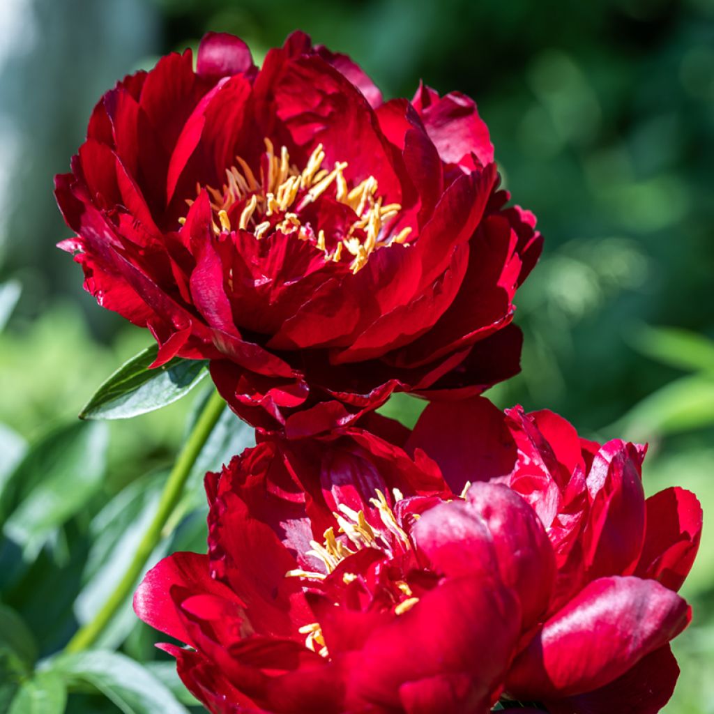 Kiinanpioni Buckeye Belle