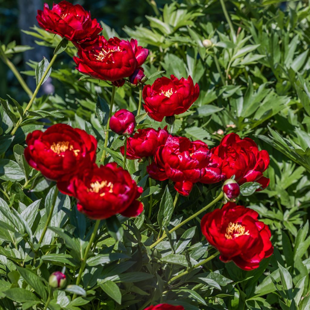Kiinanpioni Buckeye Belle