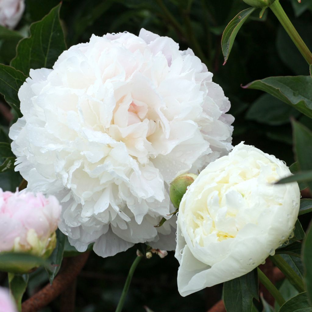 Kiinanpioni Duchesse de Nemours