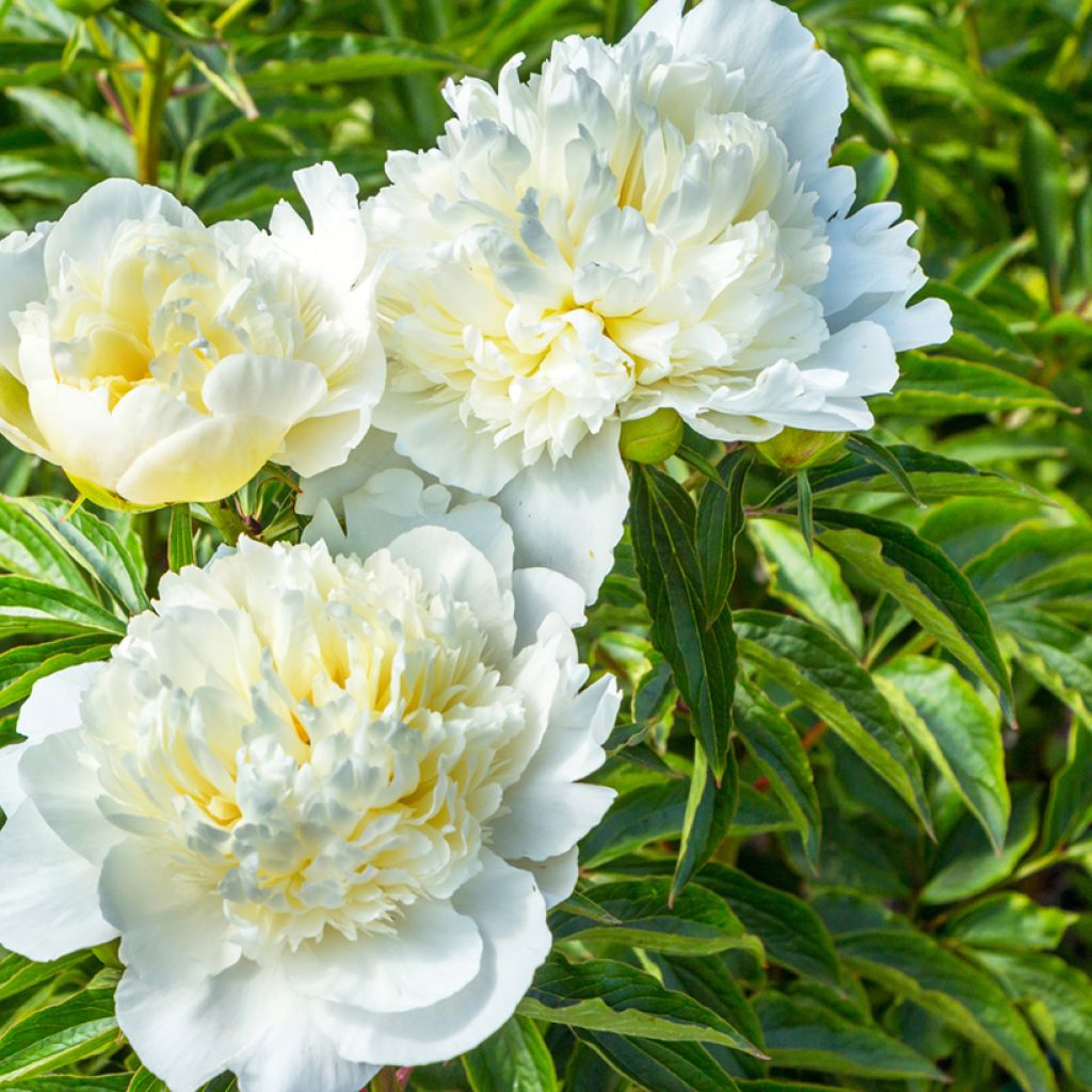 Kiinanpioni Duchesse de Nemours