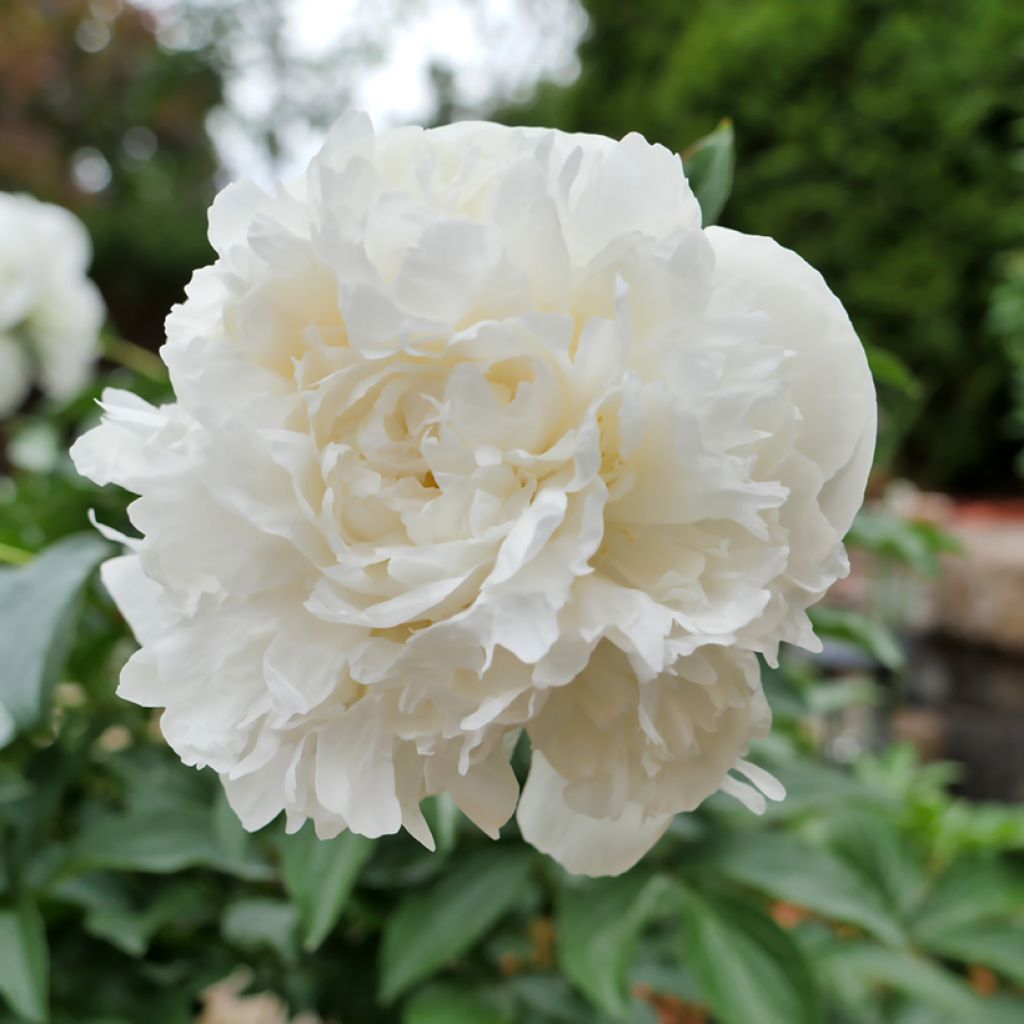 Kiinanpioni Duchesse de Nemours