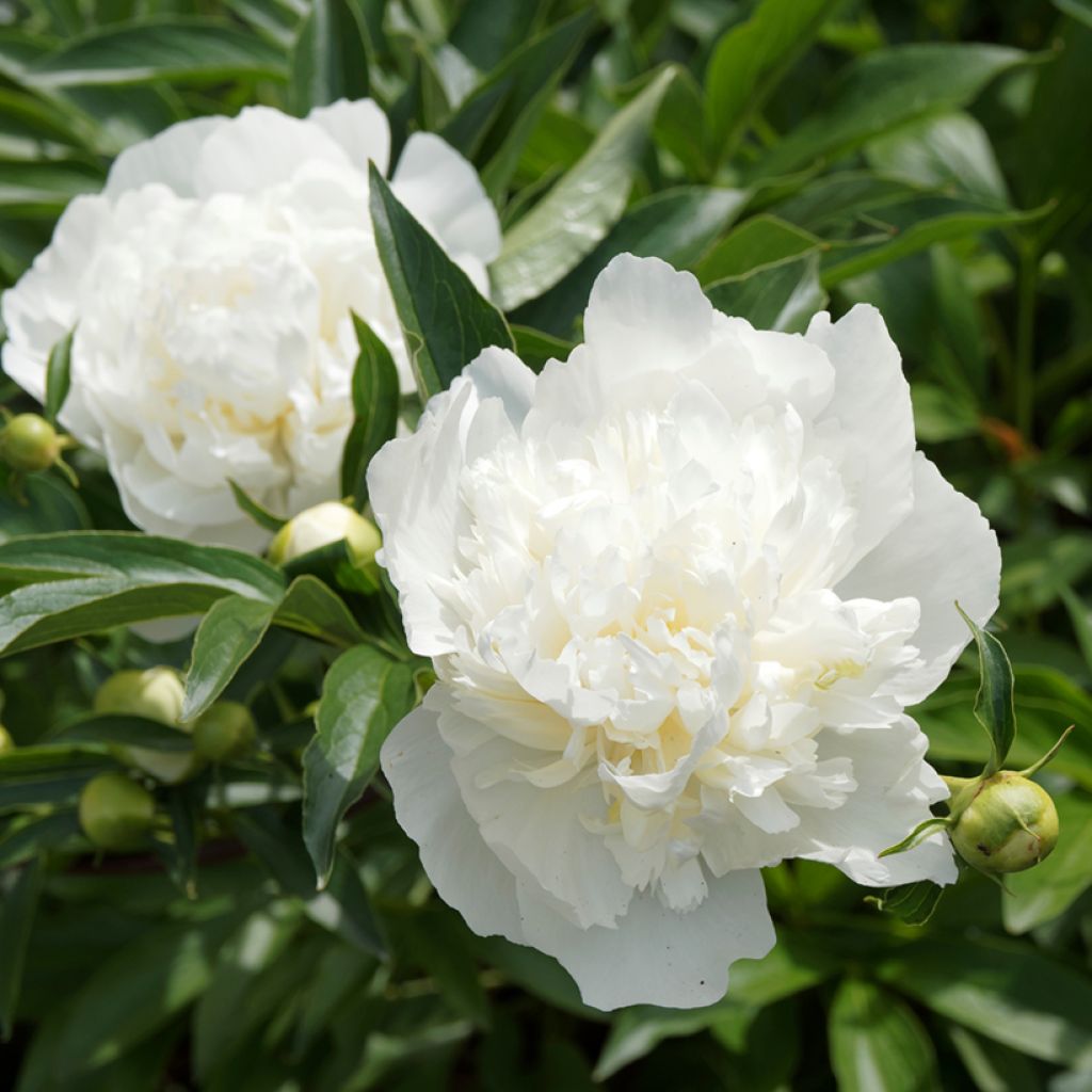 Kiinanpioni Duchesse de Nemours