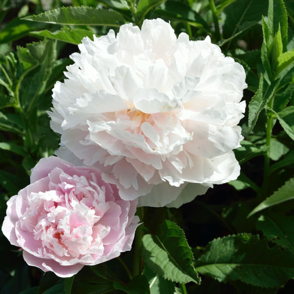 Kiinanpioni Fleur de Pêcher