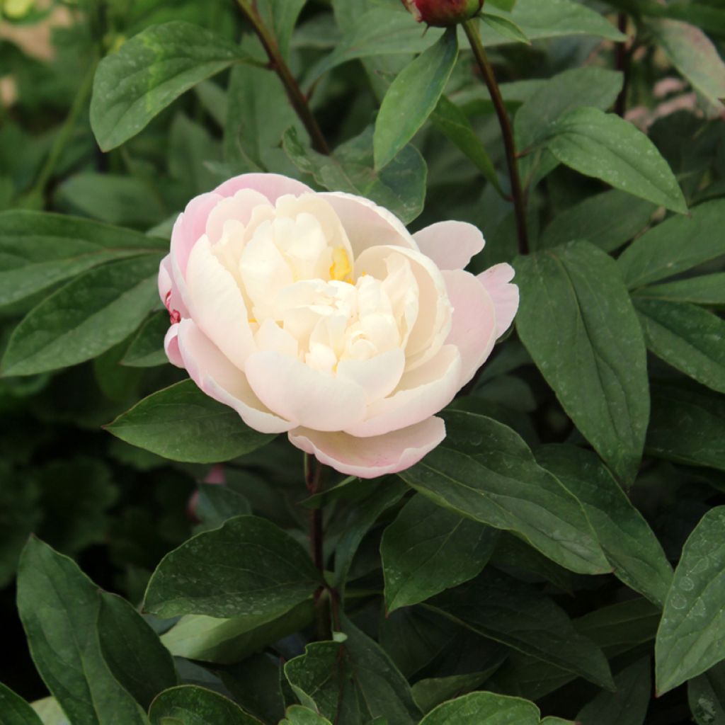 Kiinanpioni Gardenia