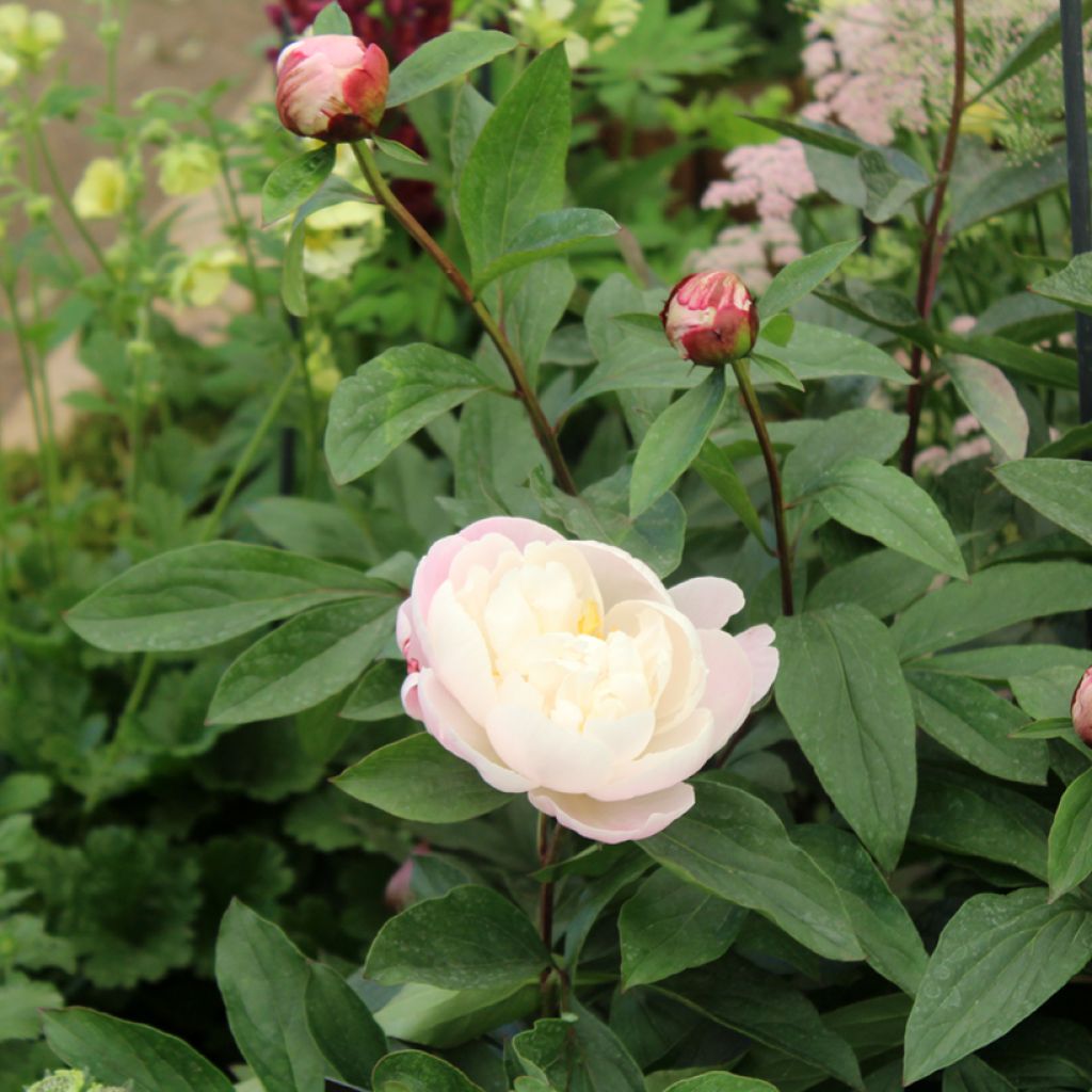 Kiinanpioni Gardenia