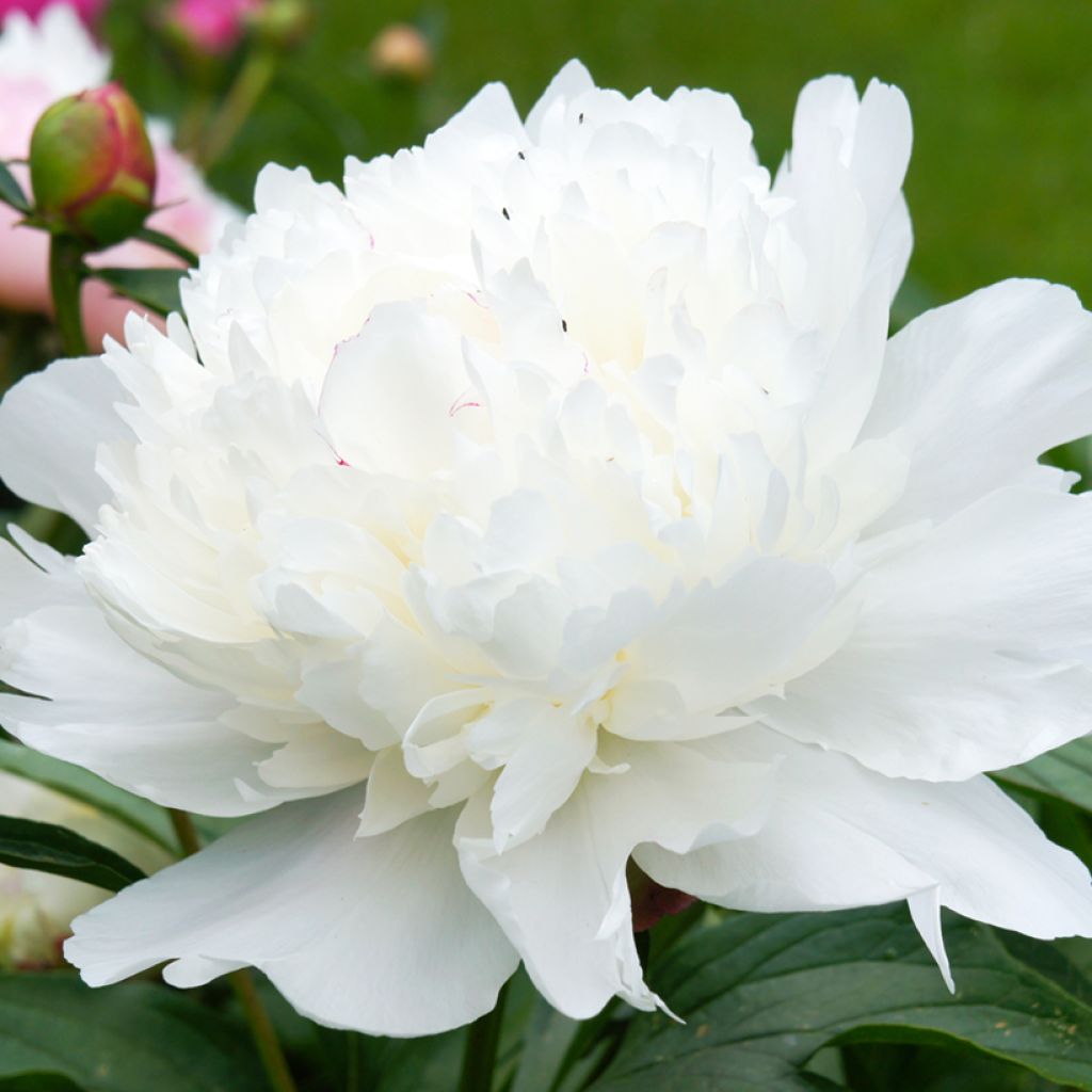 Kiinanpioni Gardenia