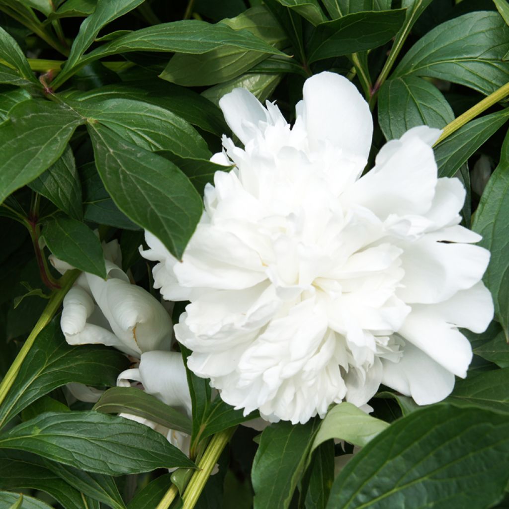 Kiinanpioni Gardenia