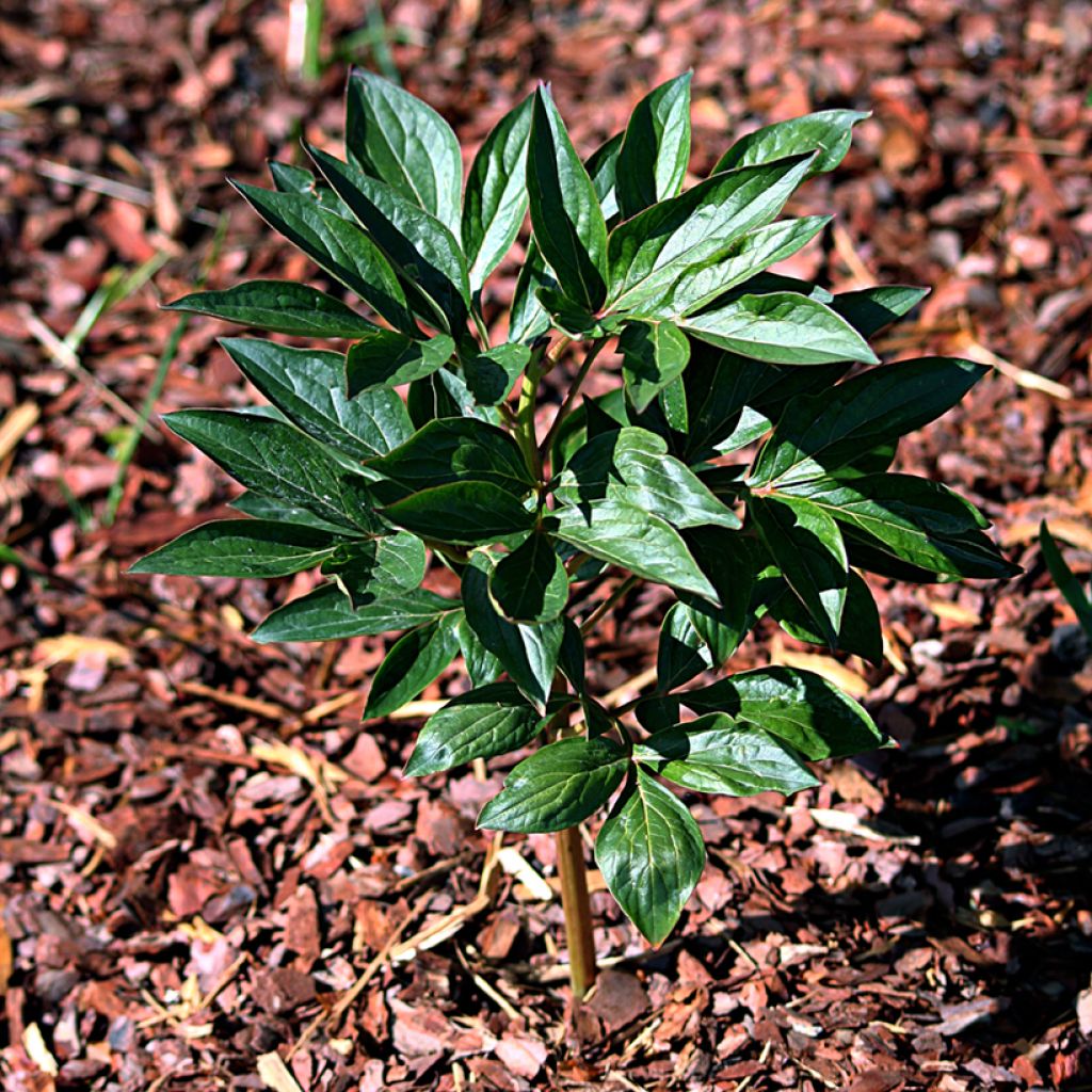 Kiinanpioni Mother's Choice