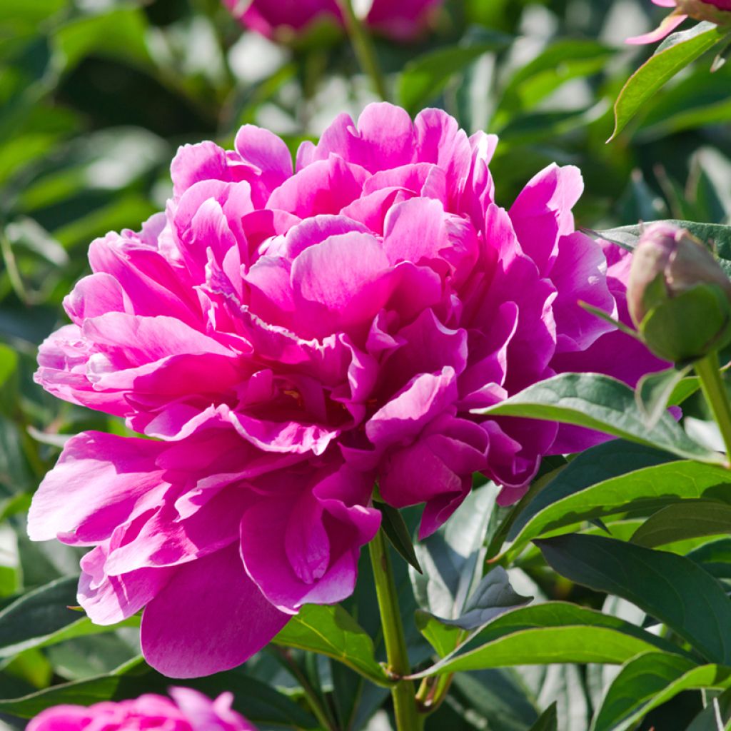 Kiinanpioni Sarah Bernhardt