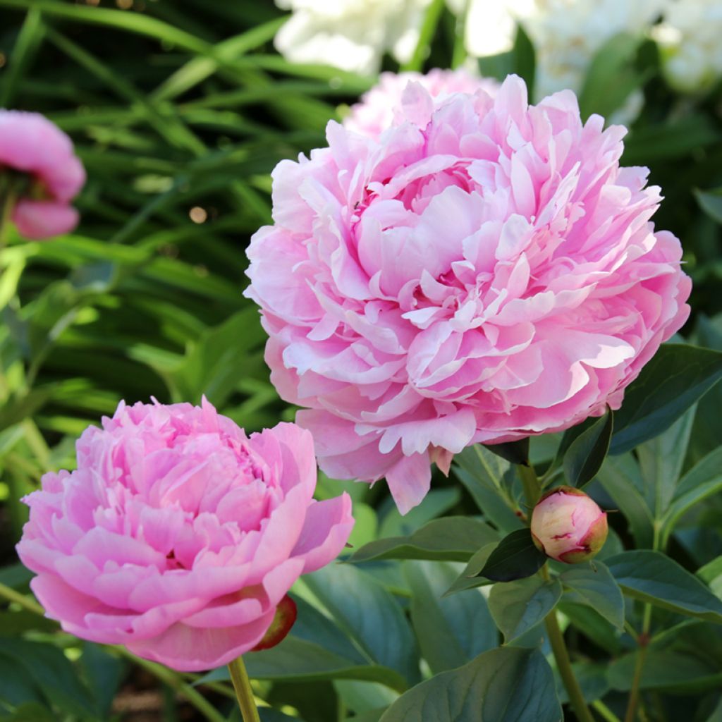Kiinanpioni Sarah Bernhardt