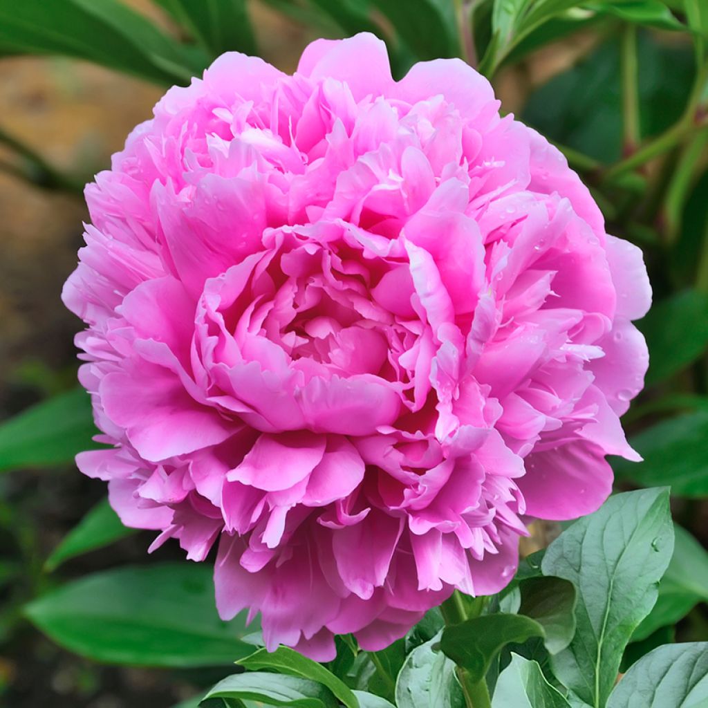 Kiinanpioni Sarah Bernhardt