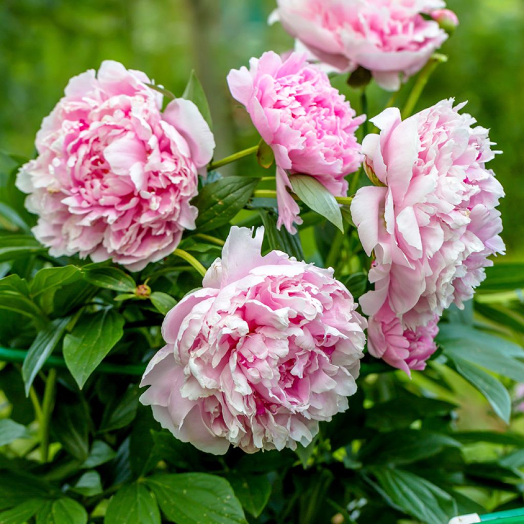Kiinanpioni Sarah Bernhardt