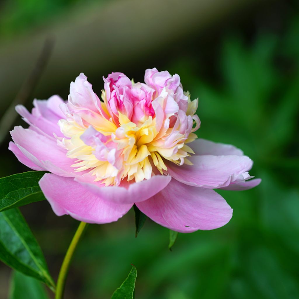 Kiinanpioni Sorbet