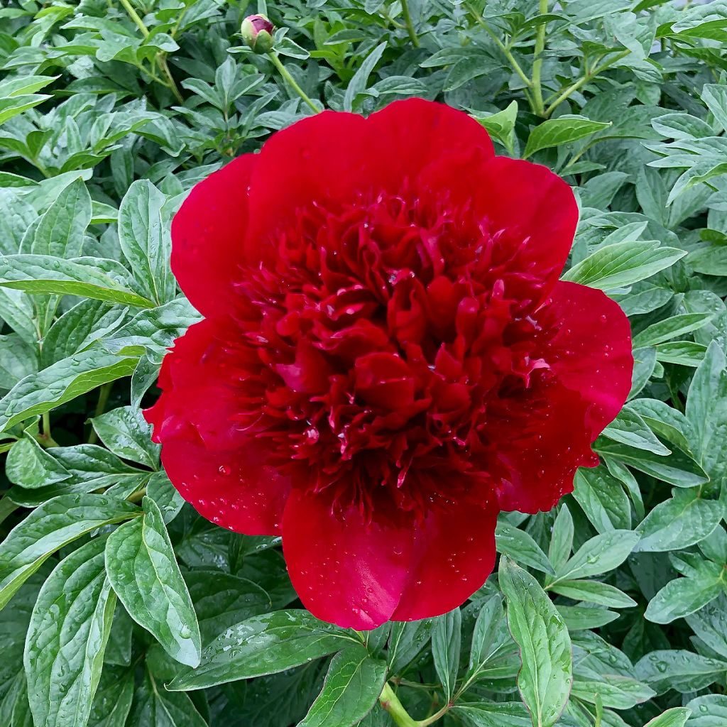 Kiinanpioni Red Charm