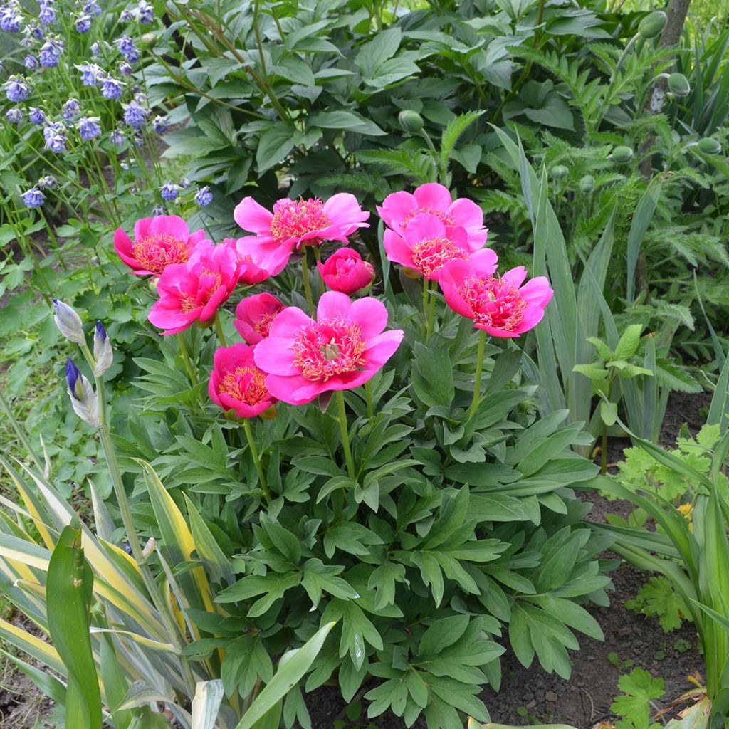 Tarhapioni Anemoniflora