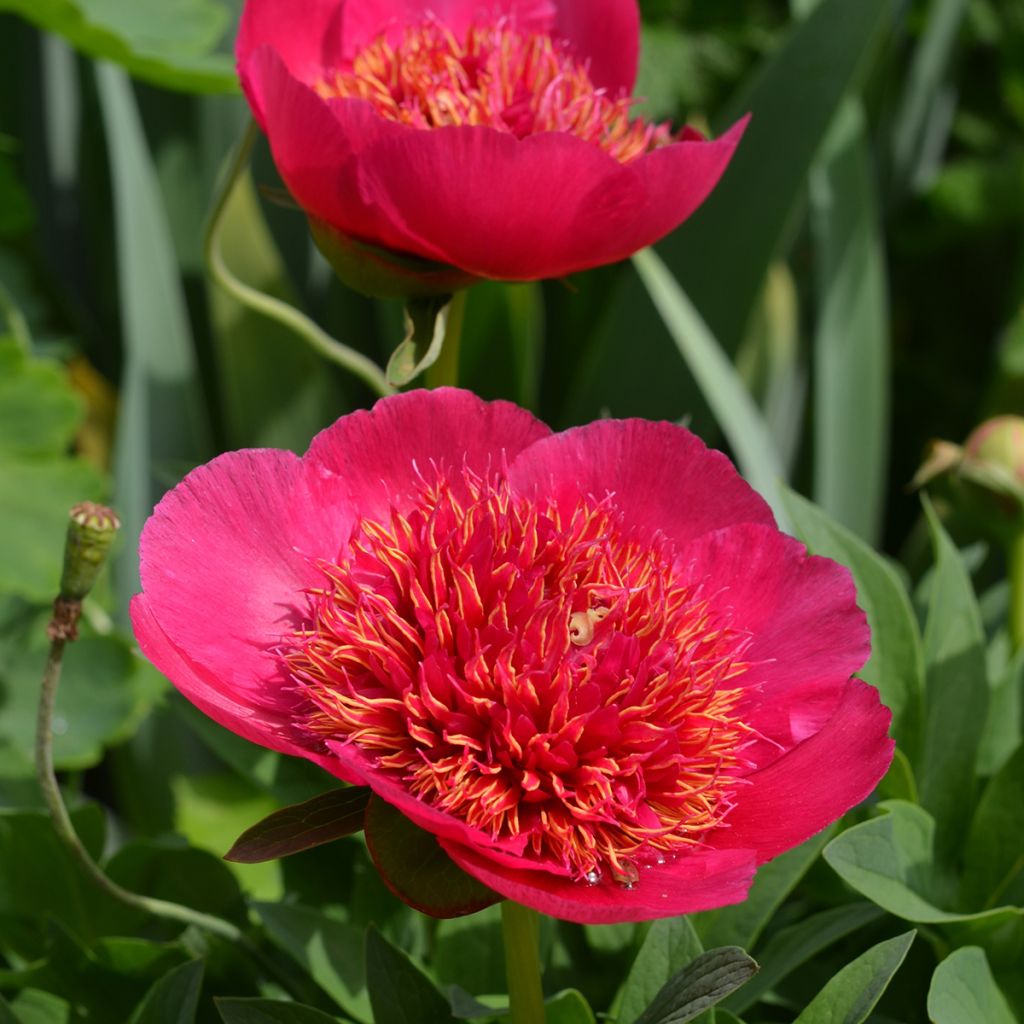 Tarhapioni Anemoniflora