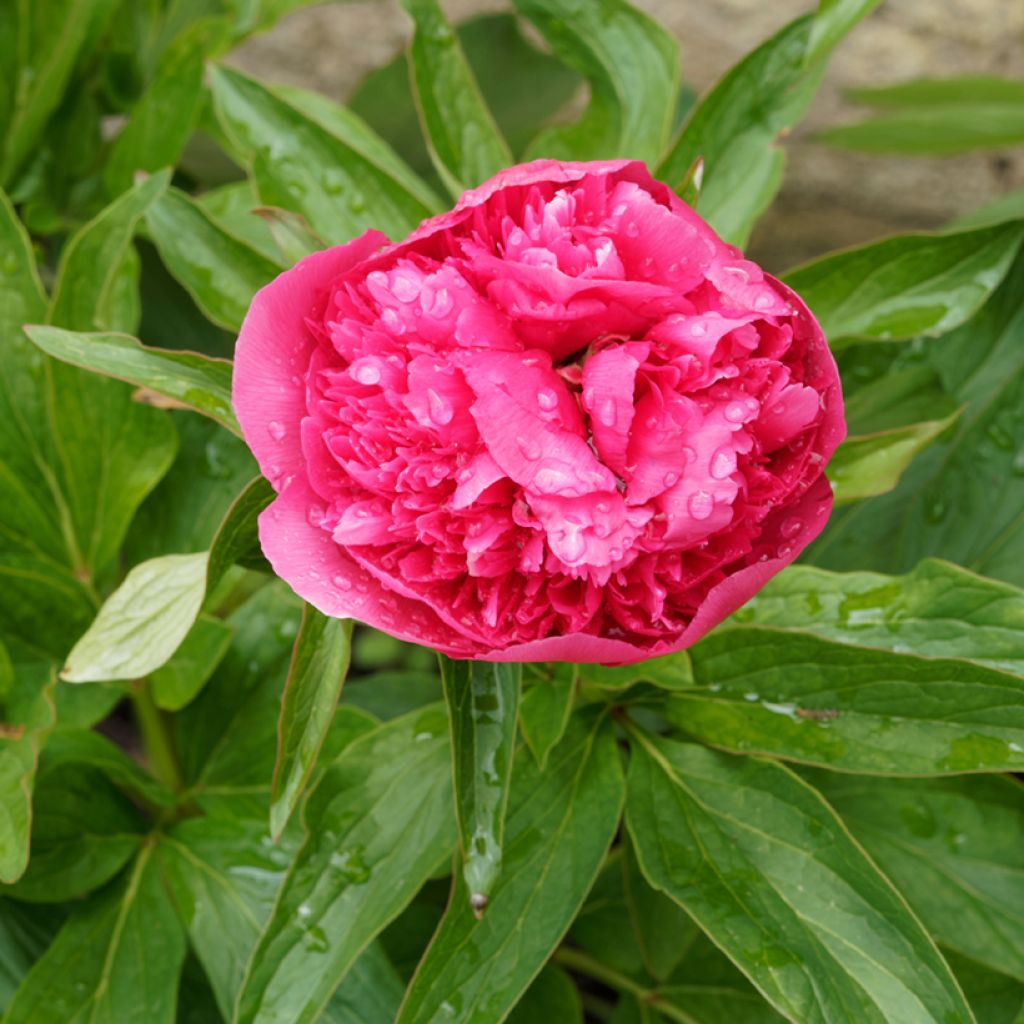 Tarhapioni Rosea Plena