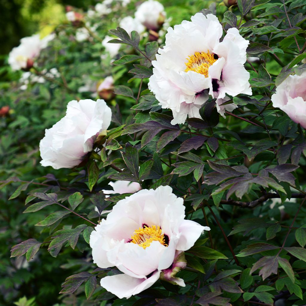Pensaspioni Lilac