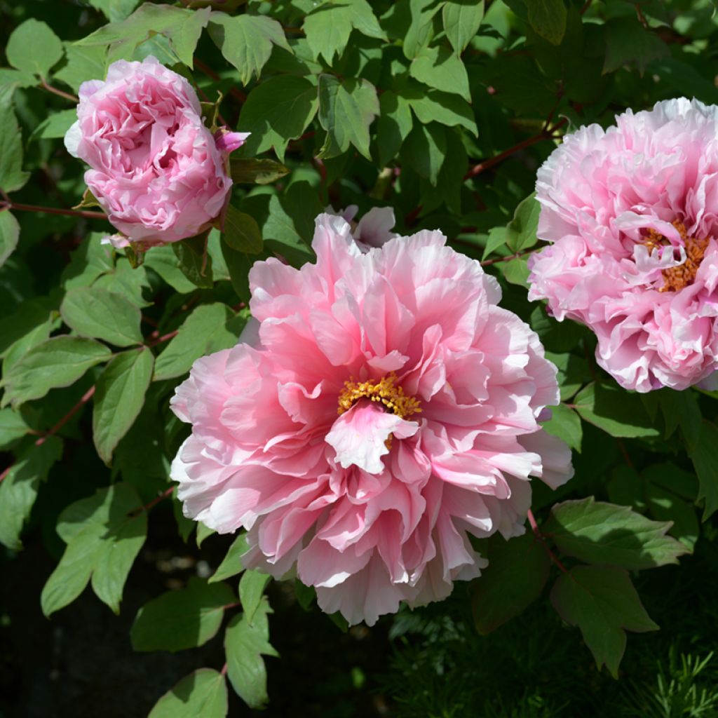 Pensaspioni Pink