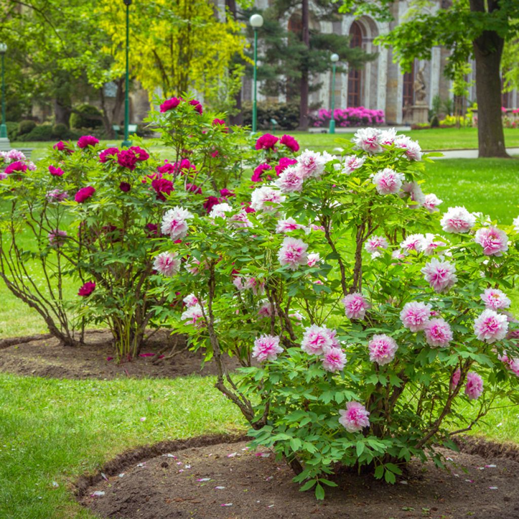 Pensaspioni Pink
